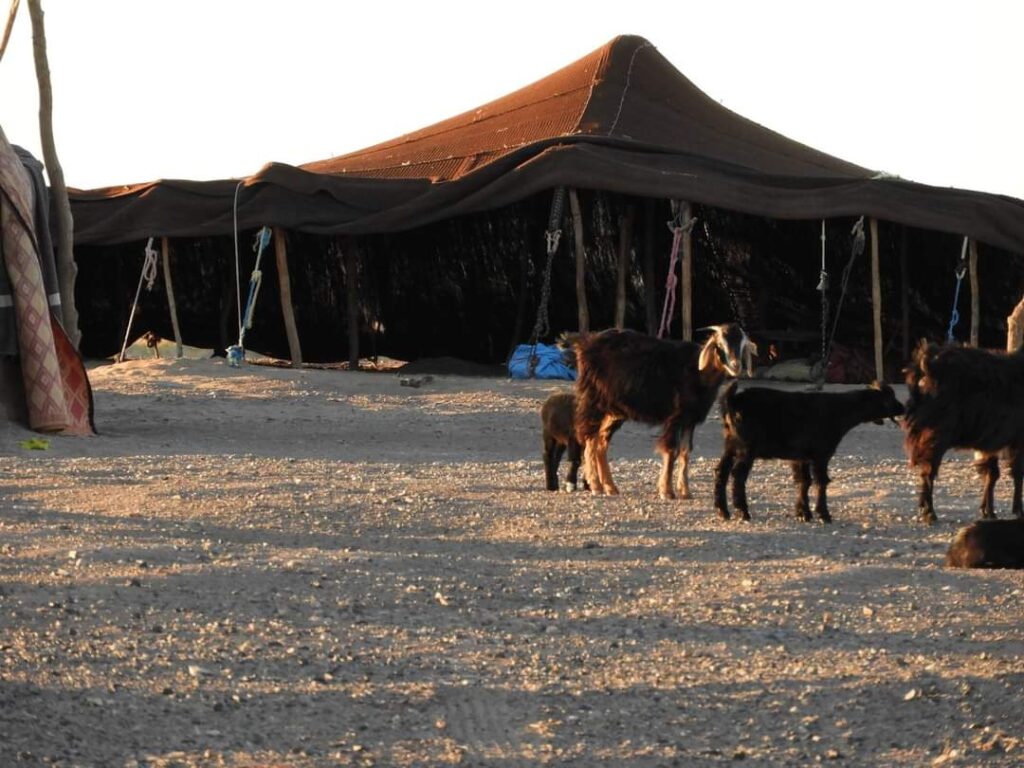 3 Nights Camel Trekking in Merzouga Desert