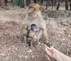 3 Days Tour From Errachidia to Fez - Explore Morocco Azrou Monkeys