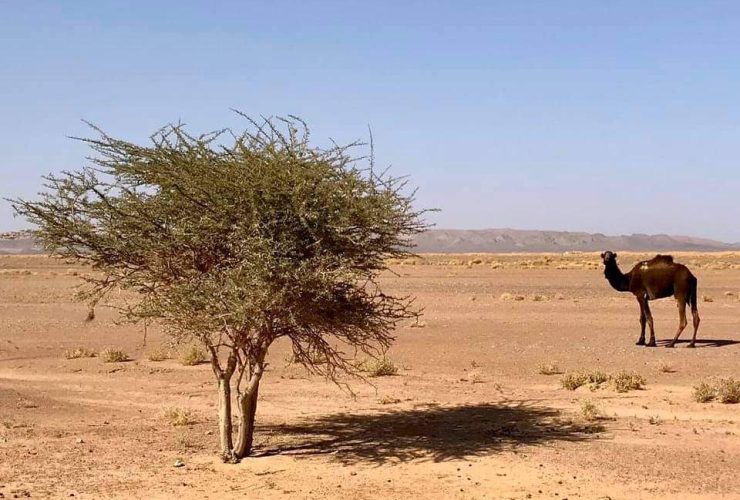 3 Days Ouarzazate to Merzouga Desert