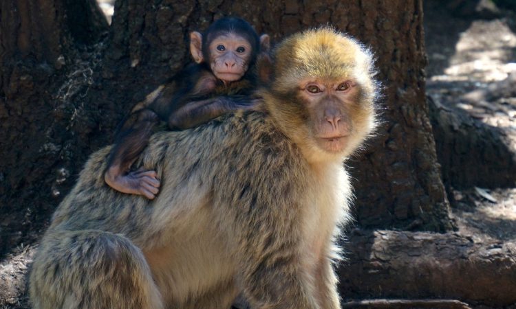 3 Days Tour From Marrakech to Fez - Monkey in Azrou