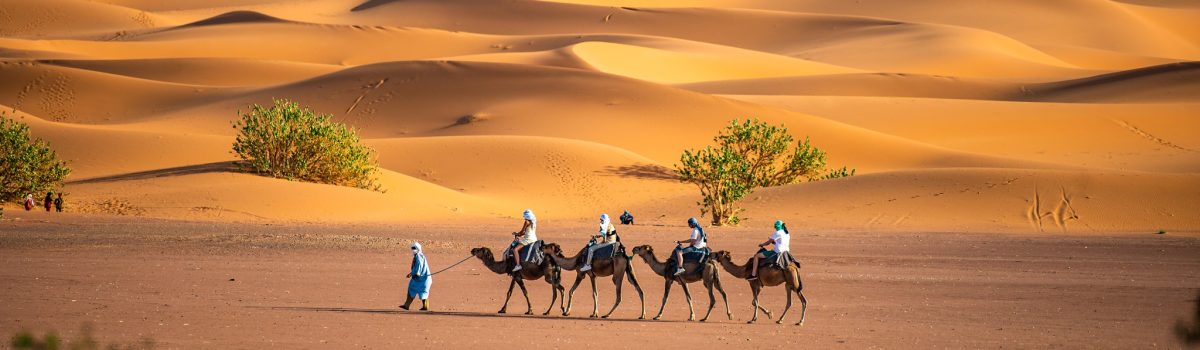 Camel caravan crossing golden dunes at Merzouga Camel caravan crossing the golden dunes of Erg Chebbi at sunset in Merzouga.