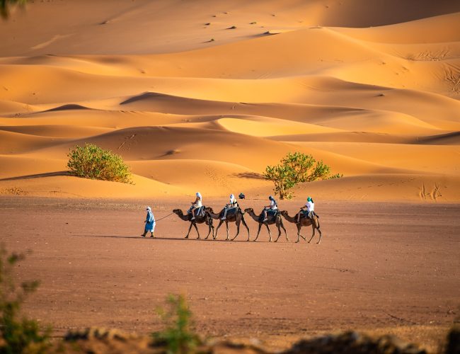 Camel caravan crossing golden dunes at Merzouga Camel caravan crossing the golden dunes of Erg Chebbi at sunset in Merzouga.
