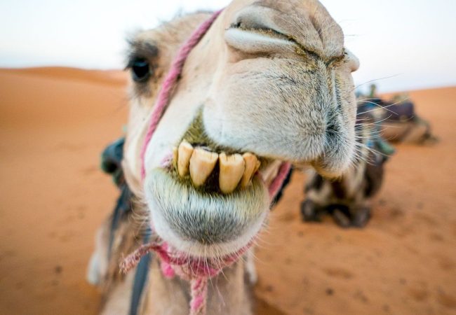 Close up of a camel with the desert Close-up of a camel with the desert landscape behind
Close-up of a camel in the Sahara Desert near Merzouga, Morocco