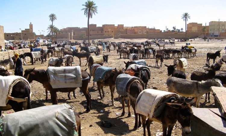 Through Valleys and Dunes: Errachidia to Merzouga in 48 Hours