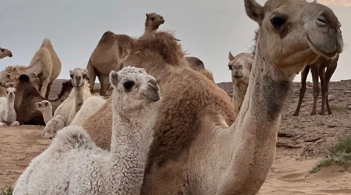 Close-up of a camel with desert background in Merzouga