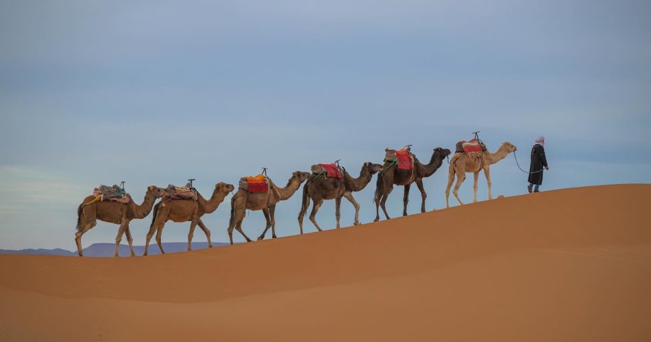 The 4-Days Tour From Tangier to Marrakech and Sahara - Camel trek