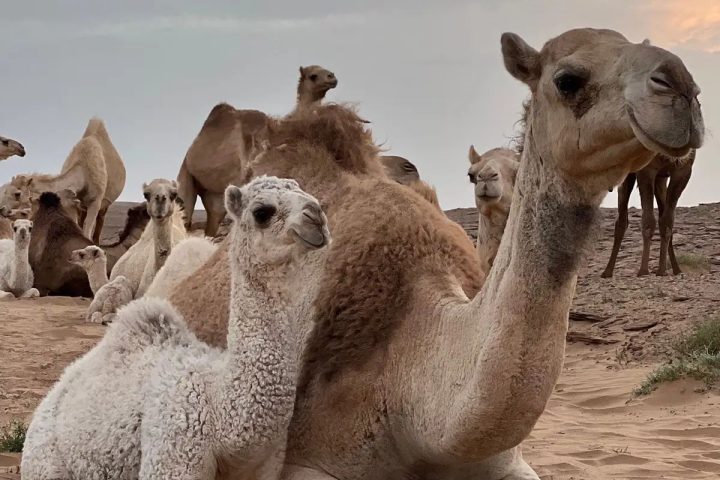 Close-up of a camel with desert background in Merzouga