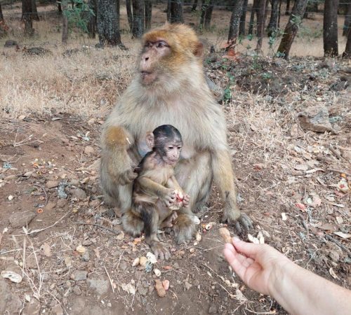 3 Days Tour From Errachidia to Fez - Explore Morocco Azrou Monkeys 3 Days Tour From Errachidia to Fez - Explore Morocco Azrou Monkeys