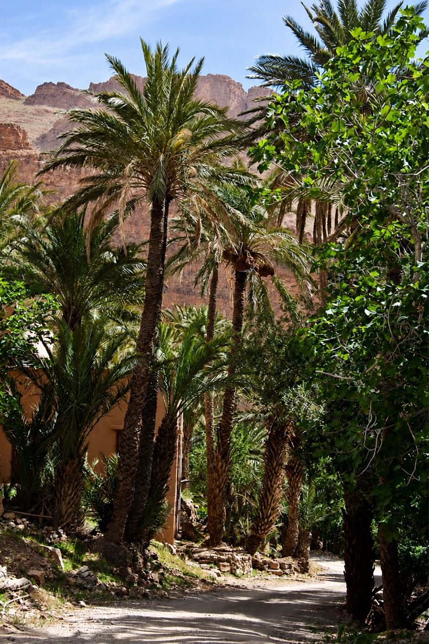 Skoura palm grove and traditional kasbah accommodation